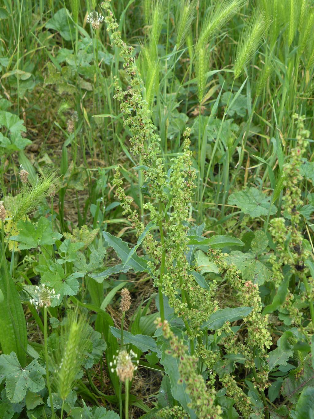 Chenopodium polyspermum? No, Rumex crispus